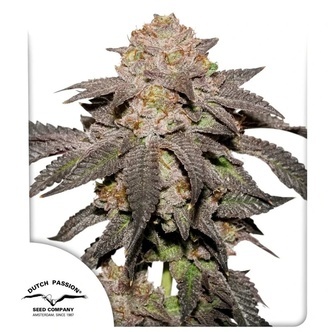 Kingston Punch (Dutch Passion) feminiserede