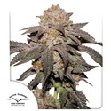 Kingston Punch (Dutch Passion) Feminiserede