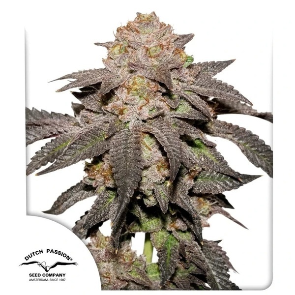 Kingston Punch (Dutch Passion) Feminiserede