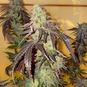 Kingston Punch (Dutch Passion) Feminiserede