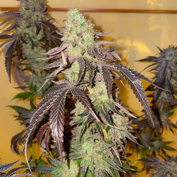 Kingston Punch (Dutch Passion) Feminiserede