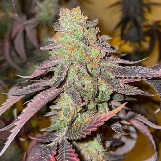 Kingston Punch (Dutch Passion) Feminiserede