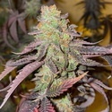 Kingston Punch (Dutch Passion) Feminiserede