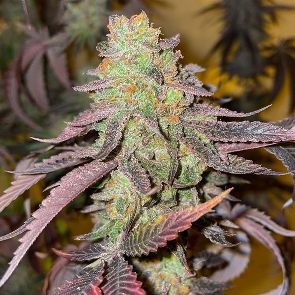 Kingston Punch (Dutch Passion) Feminiserede