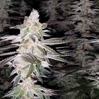 Kingston Punch (Dutch Passion) Feminiserede