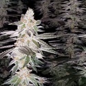 Kingston Punch (Dutch Passion) Feminiserede