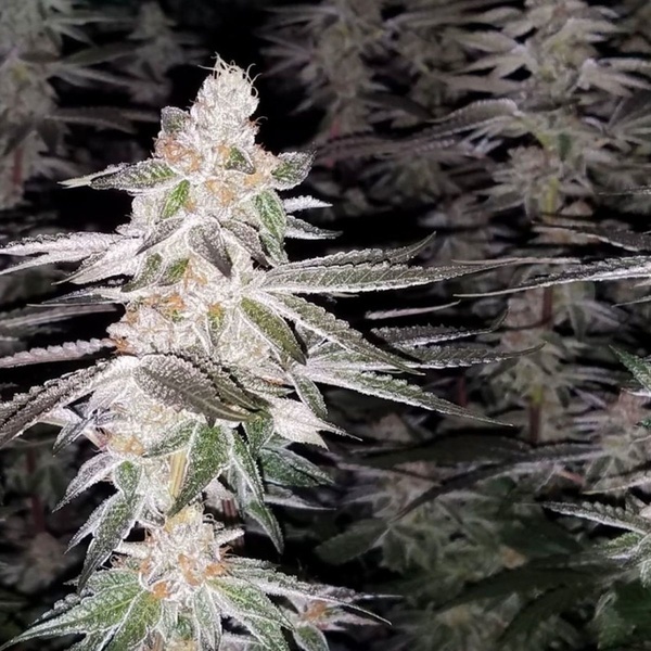 Kingston Punch (Dutch Passion) Feminiserede