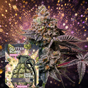 Glitter Bomb Autoflower (Zamnesia Seeds) Feminiserede