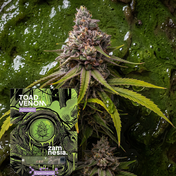 Toad Venom Autoflower (Zamnesia Seeds) Feminiserede