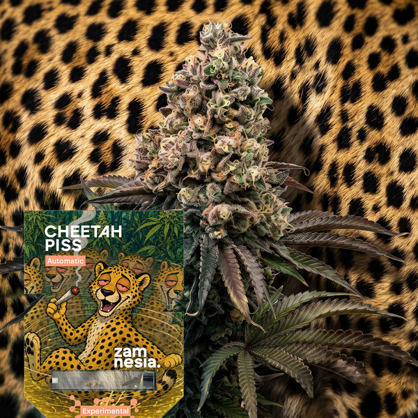 Cheetah Piss Autoflower (Zamnesia Seeds) Feminiserede