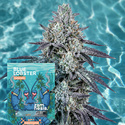 Blue Lobster Autoflower (Zamnesia Seeds) Feminiserede