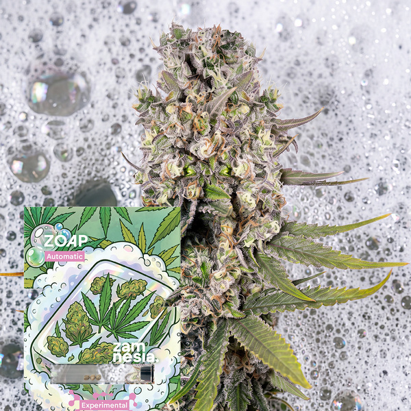 Zoap Autoflower (Zamnesia Seeds) Feminiserede