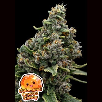 Calamansi Crystal Candy (Anesia Seeds) Feminiserede fr&oslash;
