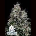 Core Damage (Anesia Seeds) Feminiserede