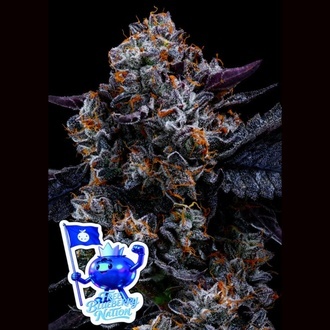 Free Blueberry Nation (Anesia Seeds) Feminiserede