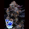 Free Blueberry Nation (Anesia Seeds) Feminiserede