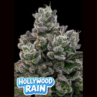 Hollywood Rain (Anesia Seeds) Feminiserede