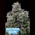 Hollywood Rain (Anesia Seeds) Feminiserede
