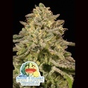 Iced Lemon Watermelon (Anesia Seeds) Feminiserede