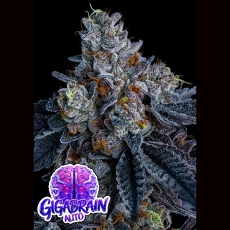 Giga Brain Auto (Anesia Seeds) Feminiserede cannabisfr&oslash;