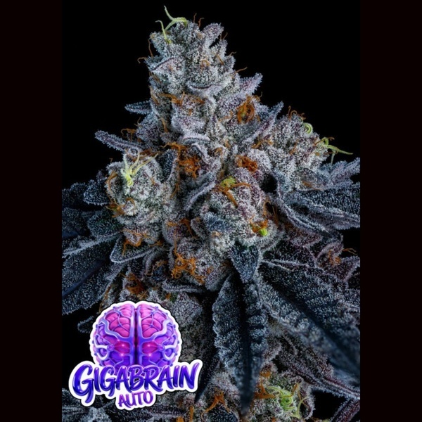 Giga Brain Auto (Anesia Seeds) Feminiserede