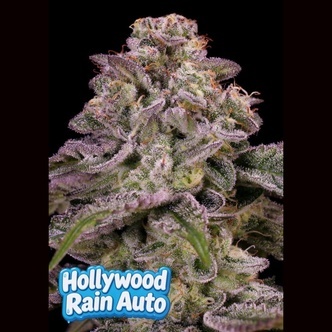 Hollywood Rain Auto (Anesia Seeds) Feminiserede