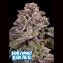 Hollywood Rain Auto (Anesia Seeds) Feminisere