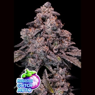Mangosteen Glitch Auto (Anesia Seeds) Feminiserede cannabisfr&oslash;