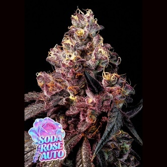 Soda Rose Auto (Anesia Seeds) Feminiserede