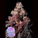 Soda Rose Auto (Anesia Seeds) Feminiserede