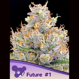 Future 1 (Anesia Seeds) Feminiserede