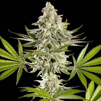 Melonade-K (Kannabia) Feminiserede cannabisfr&oslash;