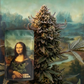 Lisa's Secret (Zamnesia Seeds) Feminiserede