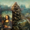 Lisa's Secret (Zamnesia Seeds) Feminiserede