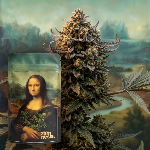 Lisa's Secret (Zamnesia Seeds) Feminiserede