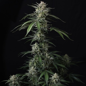 Banana Guava Auto (FastBuds) Feminiserede