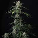 Banana Guava Auto (FastBuds) Feminiserede