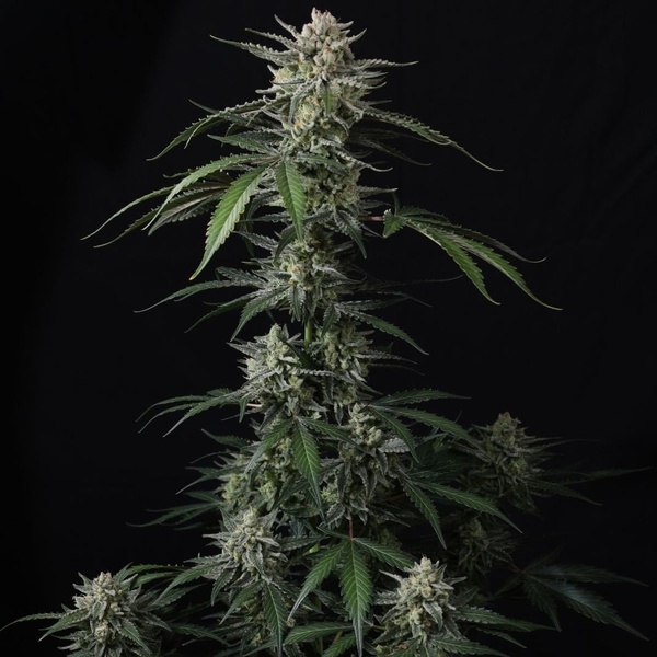 Banana Guava Auto (FastBuds) Feminiserede