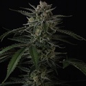 Banana Guava Auto (FastBuds) Feminiserede