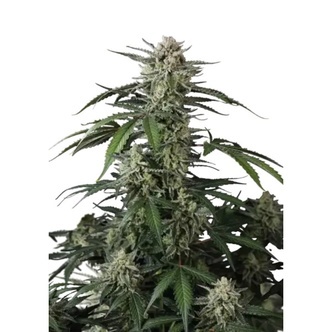 Banana Guava Auto (FastBuds) feminiserede
