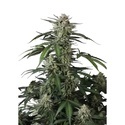 Banana Guava Auto (FastBuds) Feminiserede