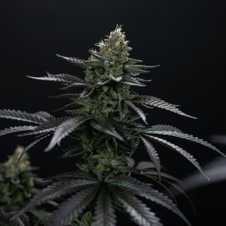 Biscotti Gelato (FastBuds) Feminiserede