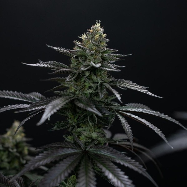 Biscotti Gelato (FastBuds) Feminiserede
