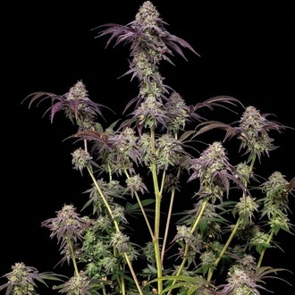 Biscotti Gelato (FastBuds) Feminiserede