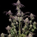Biscotti Gelato (FastBuds) Feminiserede