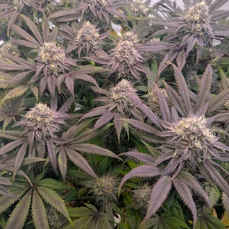 Biscotti Gelato (FastBuds) Feminiserede
