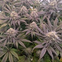 Biscotti Gelato (FastBuds) Feminiserede
