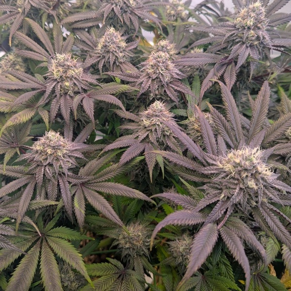 Biscotti Gelato (FastBuds) Feminiserede