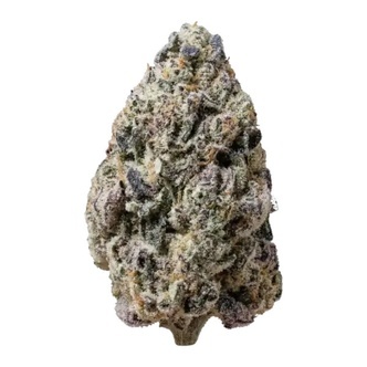 Biscotti Gelato (FastBuds) feminiserede fr&oslash;