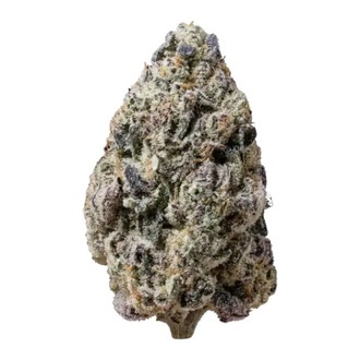 Biscotti Gelato (FastBuds) Feminiserede